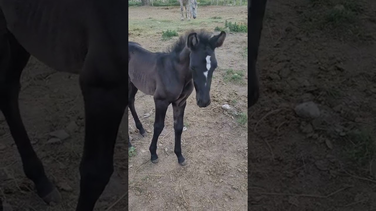 Андалузский PRE жеребчик от Лурдес и Лансеро, рождён 25.05.22