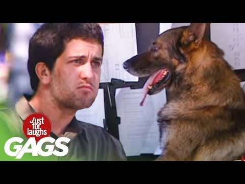 driving-dog-prank---just-for-laughs-gags