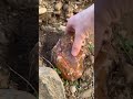 coobles jasper  🧬🔺 #agetest #jasper #stone #fyp #global #Quartz #🇹🇷 #nature #travel