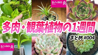 A week's summary of succulents, ornamental plants, repotting, 100