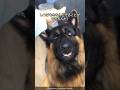 シェパードの可愛すぎる解説 #shorts #germanshepherd