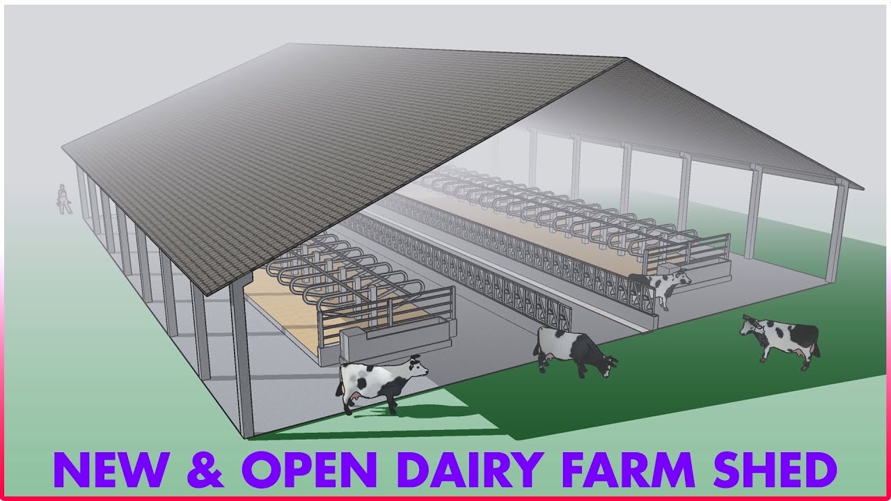 New Open Dairy Farm Tour | Dairy Farming Shed Design - YouTube