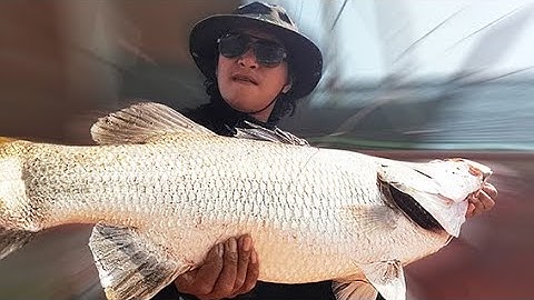 CÁ CHẼM KHỔNG LỒ - DÂN CHƠI ĐI CÂU