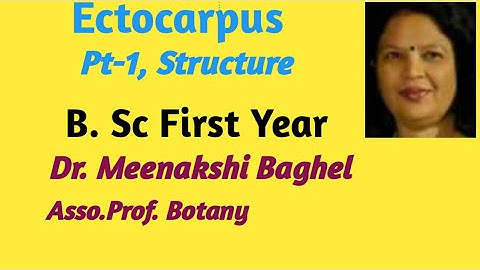 Ectocarpus -pt 1 , Structure