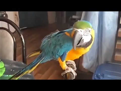 オウムにしがみつくインコ  