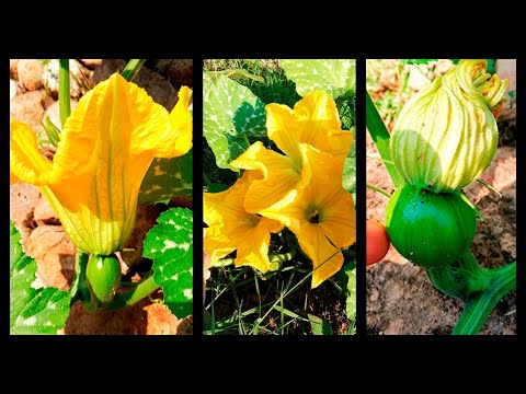 ✔ Cómo distinguir Flores femeninas y masculinas/🌺Polinización manual de flores de calabaza 🌱Pumpkin