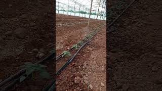 Start Planting Peppers In The Greenhouse