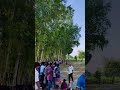 ছোটবেলায় প্রতিদিনই খেলতাম,,আহা কি সময়..#viral #reels #nature #100k #weather #cricket #field #t20 #ok