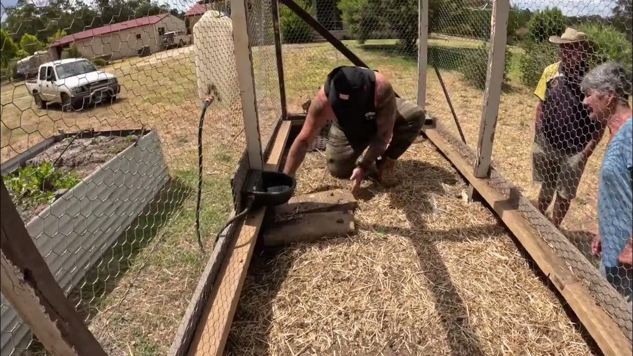 Snake in Chicken Coop , Catch & Release . YouTube