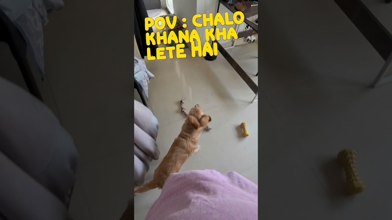 Khana kha lene wala dance 🤣 #labradorretriever #viral #gol