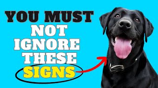 The Top 7 Symptoms of Cancer in Dogs by mypethow 48 views 1 month ago 3 minutes, 29 seconds