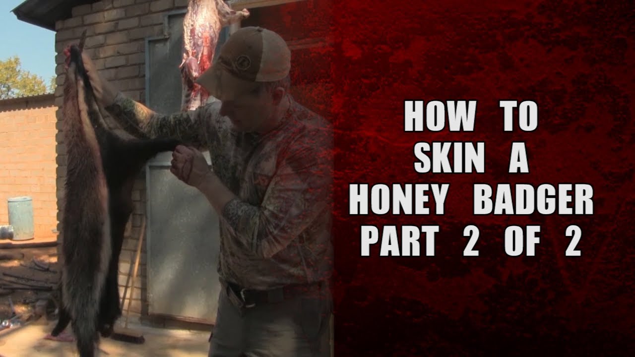 How to skin a honey badger Part 2 of 2 YouTube
