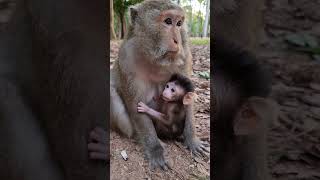 Old mom GLADDIS so much care the newborn baby monkey GAINNI shorts