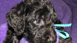 Royal Diamond Labradoodles Hope litter #1 6 wks old January 10, 2012 HD.wmv by Royal Diamond Labradoodles 790 views 12 years ago 5 minutes, 18 seconds