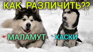 ХАСКИ и МАЛАМУТ - в чём разница?? 🐶🐺 ДВОРЯНскоЕ СОБрАНИе