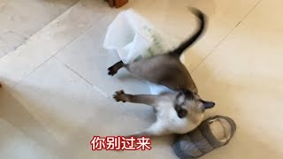 暹罗猫究竟有多调皮在家不干一点正事儿…