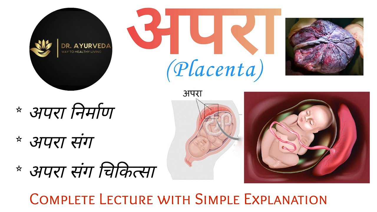 अपरा | प्लेसेंटा | Placenta | अपरा संग | गर्भ विज्ञान | प्रसूति तंत्र 