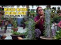 Moss rose plant decoration cutting pruning propagation and care