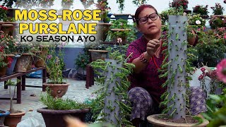 Moss Rose Plant Decoration, Cutting, Pruning, Propagation and Care!