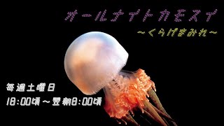 オールナイトカモスイ ～くらげまみれ～ #199 ビゼンクラゲ属の一種
