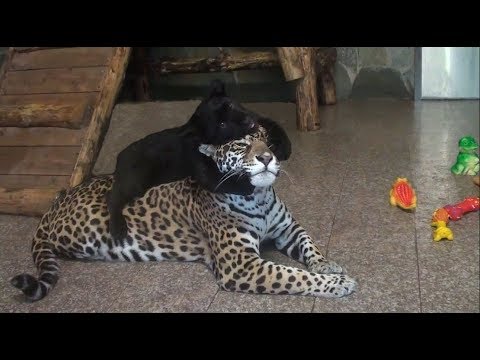 Видео: Вземаща селфи жена, нападната от ягуар в зоопарка