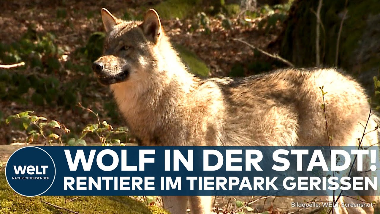 COTTBUS Rentiere im Tierpark gerissen! Ein Wolf streift durch das