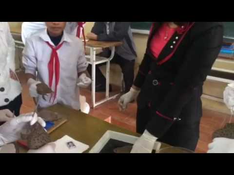 Video Mổ ếch- Sinh học 7 - youtube