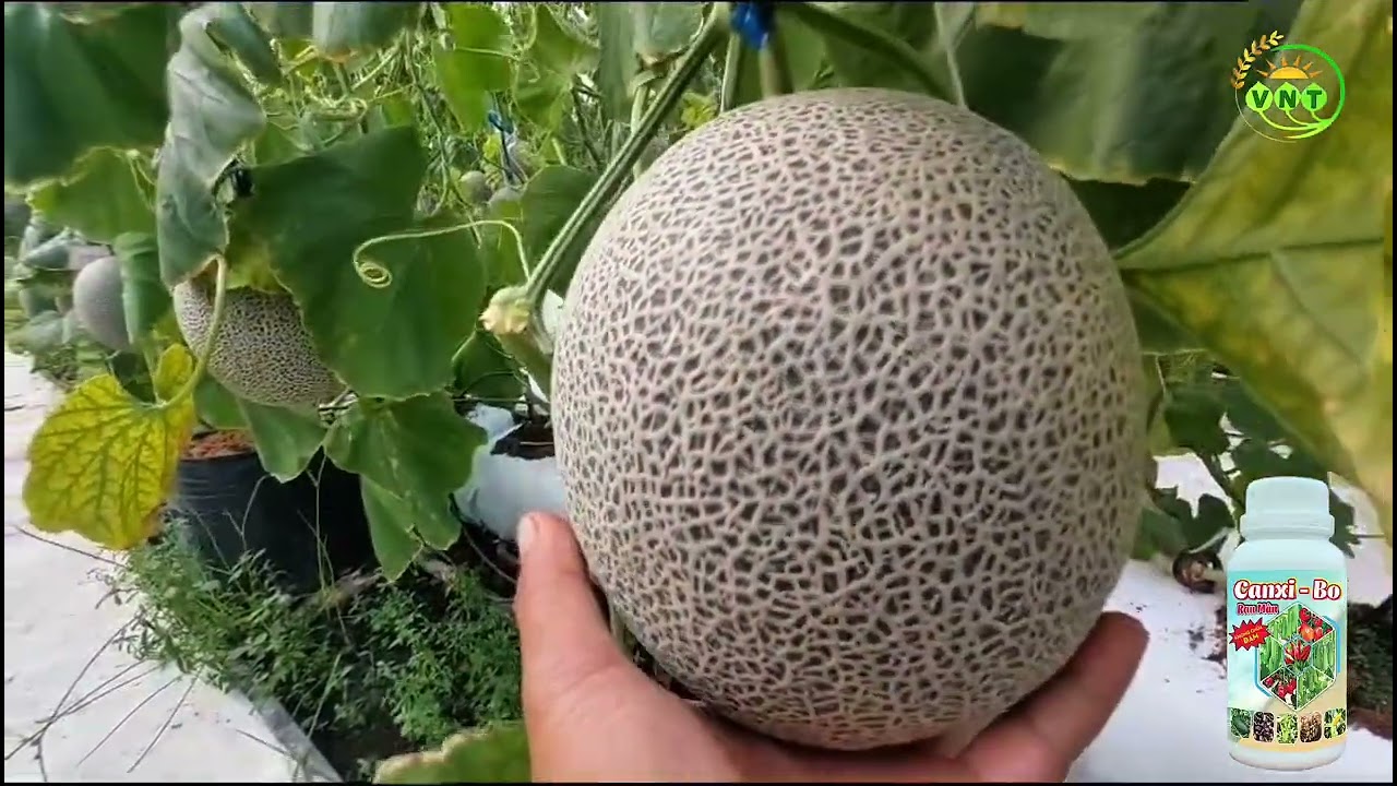 Bí quyết hạn chế “tét lưới lớn” trên dưa lưới