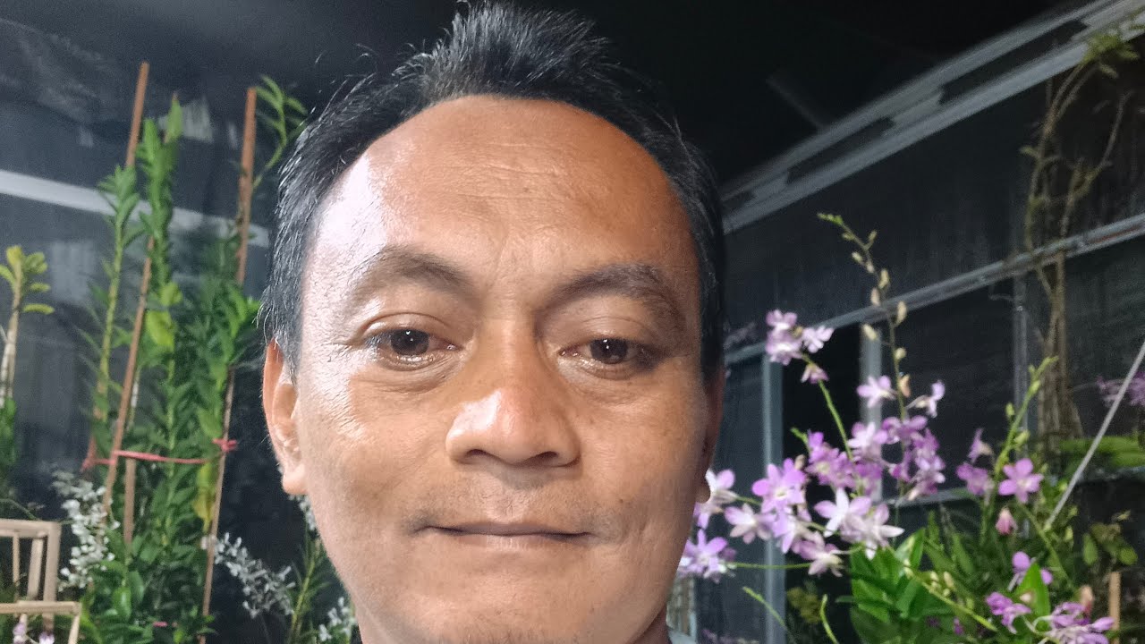 Anggrek Jadulan ekonomis