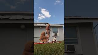 Easter Sunday videos with Maximus it's his first easter with me happy first easter Maximus