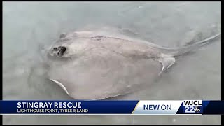 Tybee Island stranded stingray