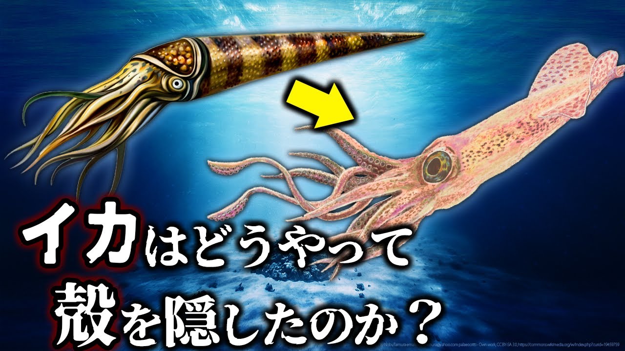 【ゆっくり解説】イカの祖先は殻を持つ〇〇！殻を隠したイカの進化