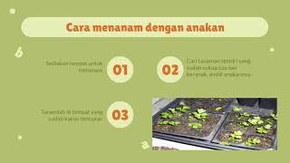 PENDIDIKAN LINGKUNGAN HIDUP | MENANAM TANAMAN OBAT | SELEDRI | KELAS V SD