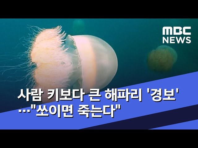 Alert' Over Giant Jellyfish Bigger Than a Person 