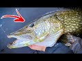 HOW TO SAFELY GRIP PIKE BY THE GILL PLATE | Team Galant