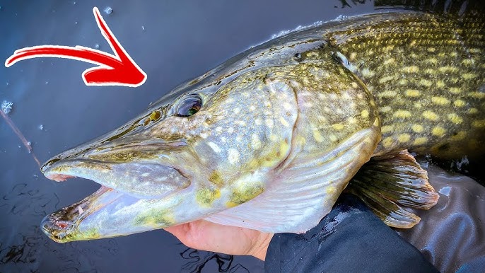 5 Ways To Properly Handle Pike A Comprehensive Guide 2024