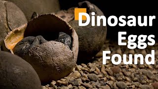 Dinosaur Found On Fossilized Eggs With Babies Inside