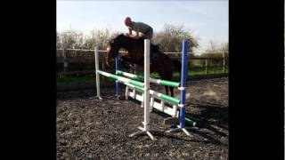 stunning homebred 4yo gelding 15.2hh
