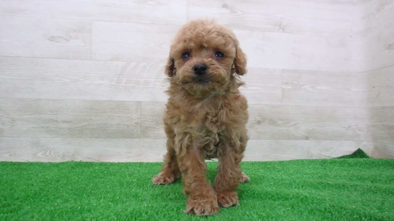 プードル Coo&RIKU No.00747485 T・プードル - YouTube