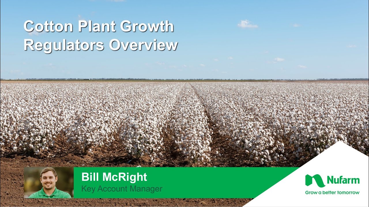 Cotton Plant Growth Regulators Overview - YouTube