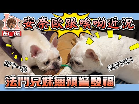 The recent situation of bulldogs that who got fat out of the blue