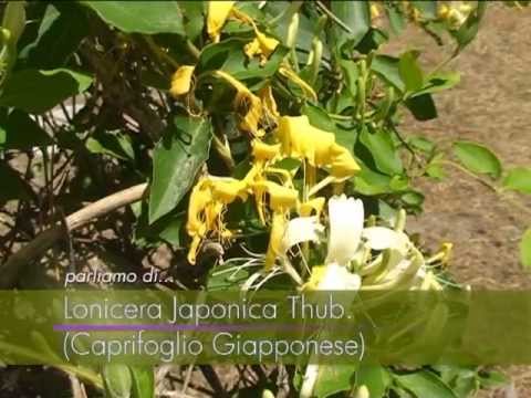 Caprifoglio giapponese  Fiori e piante della montagna bellunese 05072013