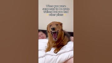 Worked like a charm ✨ #dog #comedy #shortvideo #youtubeshorts #ytshorts #funnyvideos #shorts #funny