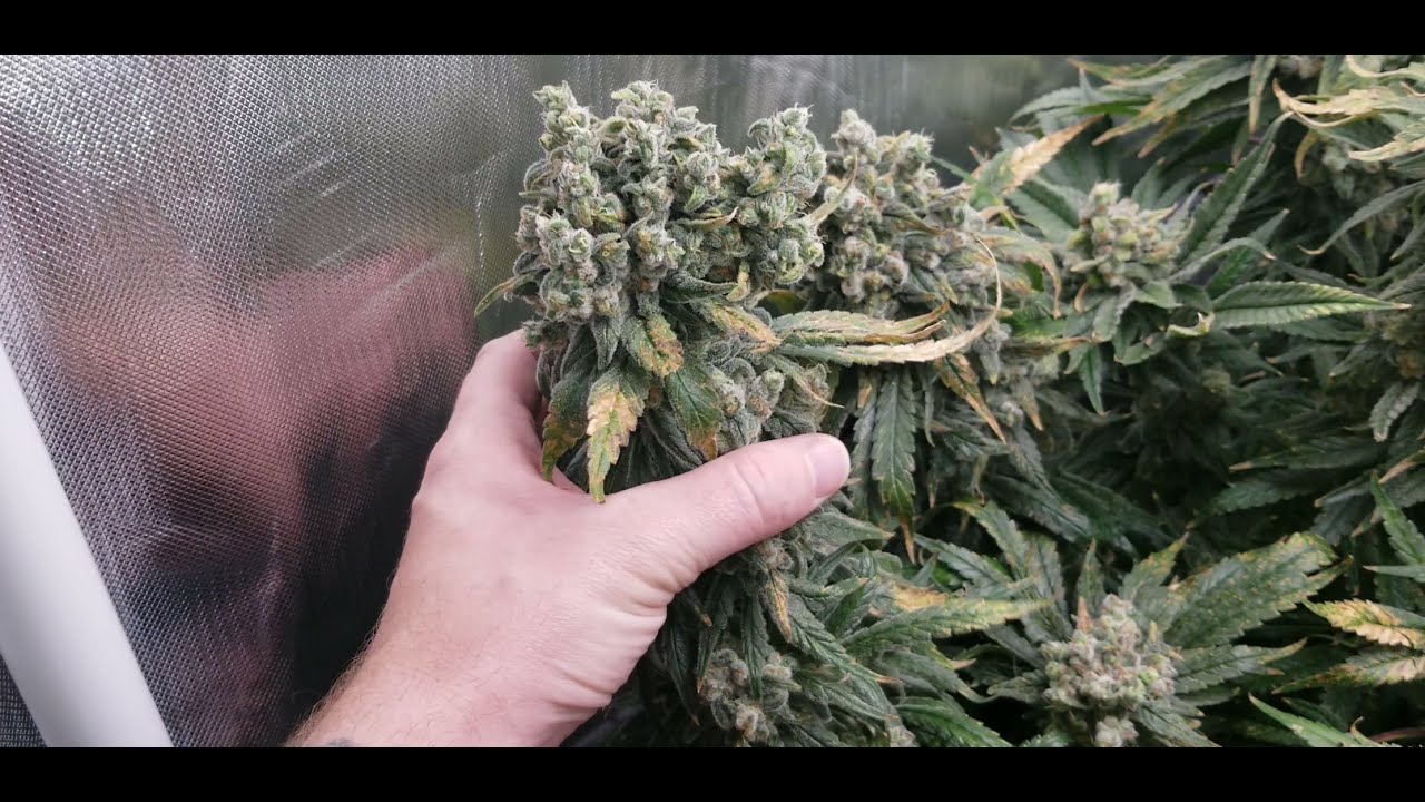 cannabis grow day 113