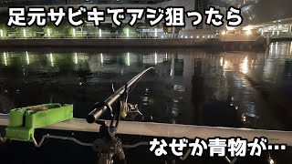 足元サビキでアジ狙ったらなぜか青物が…