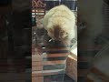 #pets #funny #cat #viral #youtubeshorts #ytshorts #funnyanimals