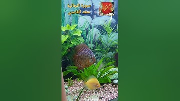 سورة الجاثية بصوت الشيخ "سعد الغامدي"