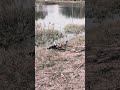 little babies ducks