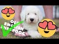 10 Reasons why YOU NEED an Old English Sheepdog┃Ed&Mel