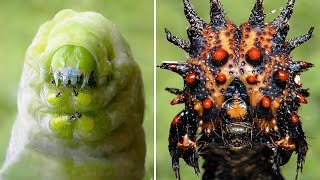 Why Did Caterpillars Stop Turning into Butterflies and Become Flesh Eating Monsters